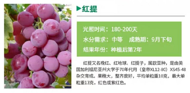 红提葡萄苗2年苗品种保证假一赔十包技术指导