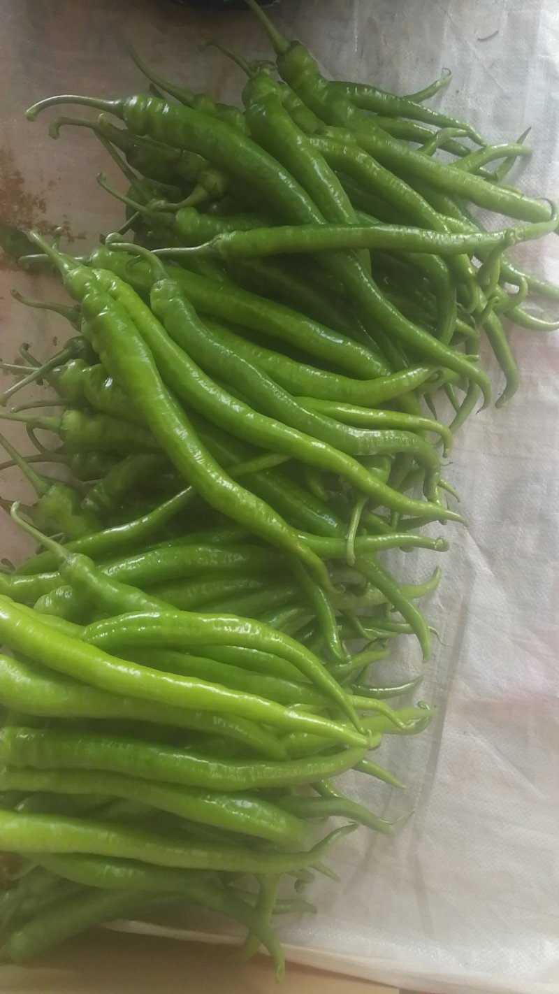 供应大棚薄皮线椒