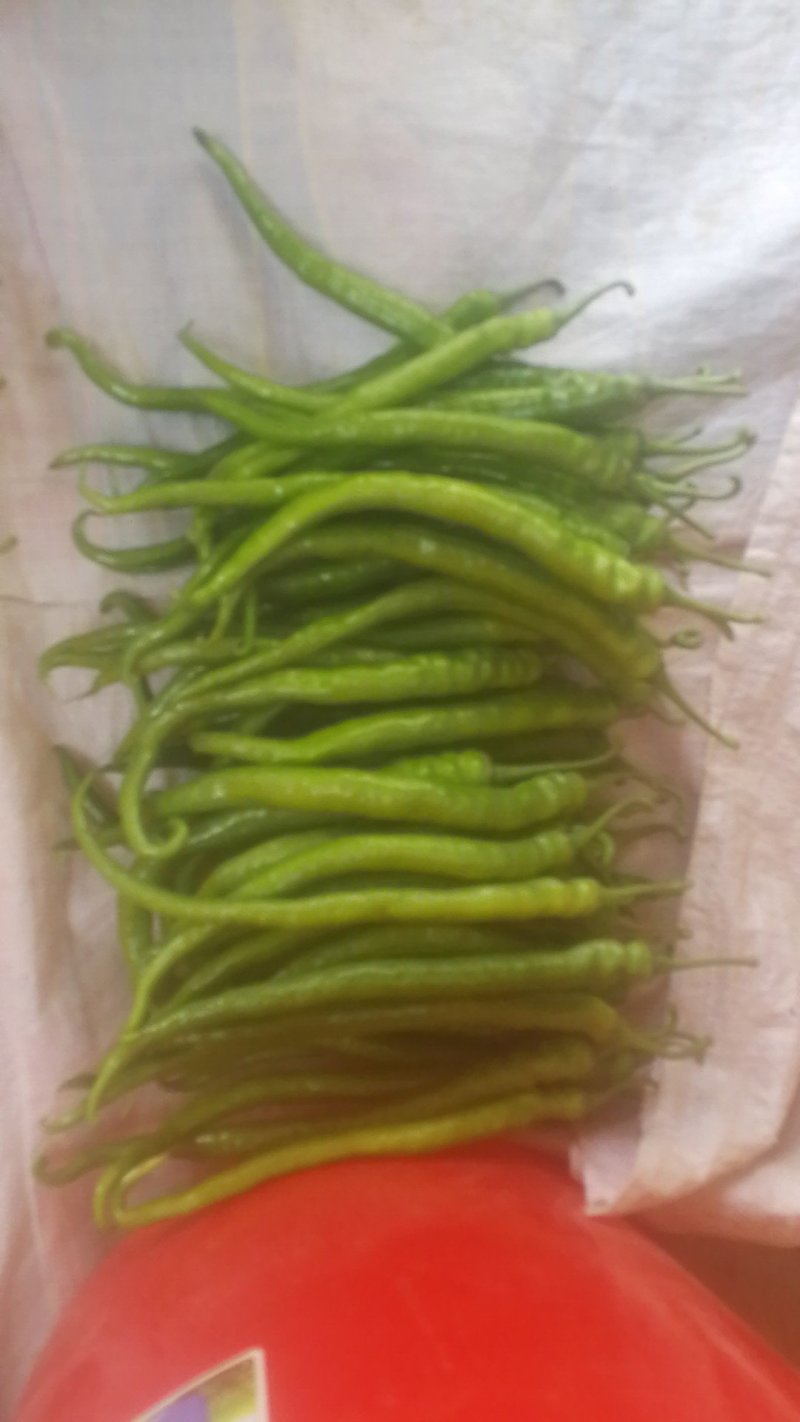 供应大棚薄皮线椒