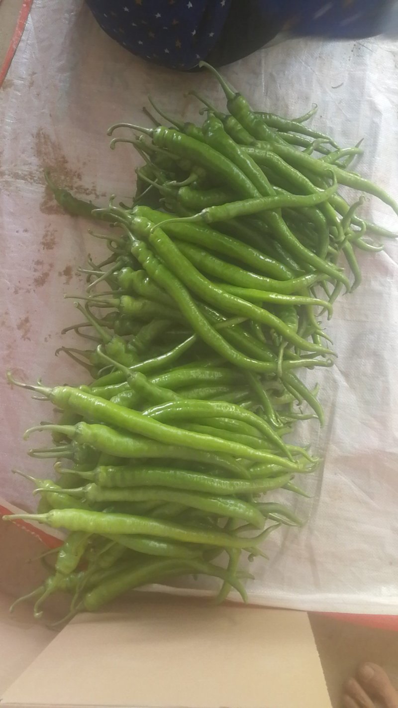 供应大棚薄皮线椒