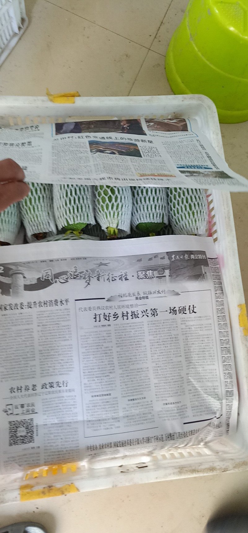 丝瓜