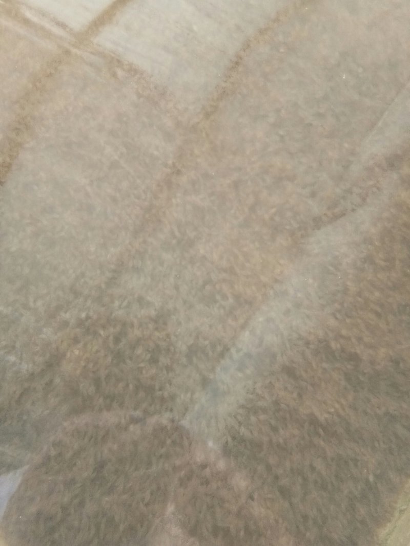 优质叉尾鮰水花(鮰鱼)一手货源，无中间商。