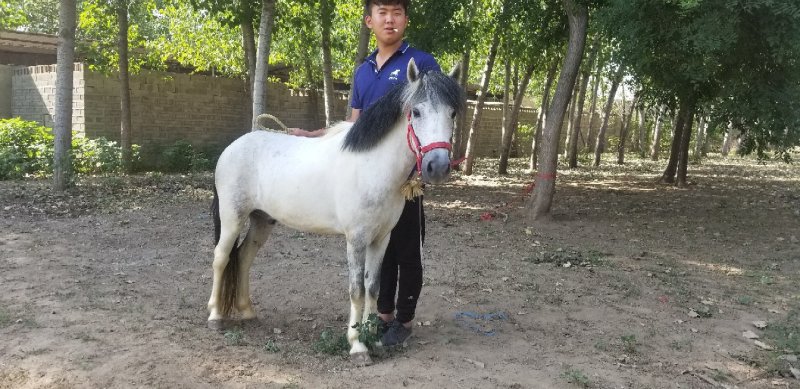 矮马，德保矮马，小马活体，骑乘矮马，拉车矮马，训练成熟