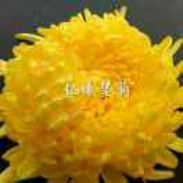 金丝皇菊