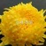 金丝皇菊