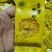 金丝皇菊