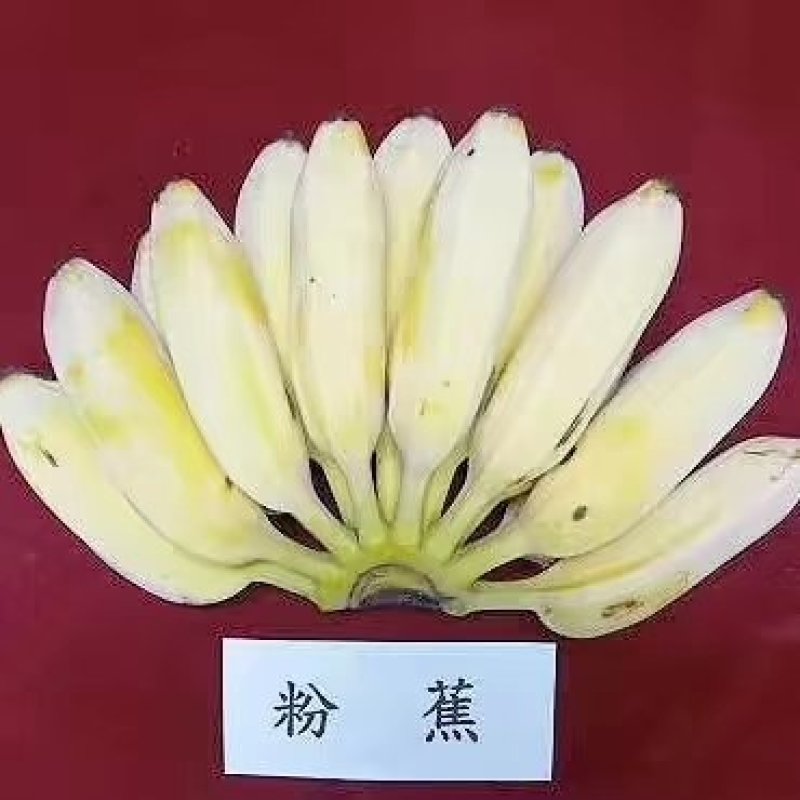 粉蕉香蕉苗、中焦9号、威廉斯B6各种香蕉树苗。