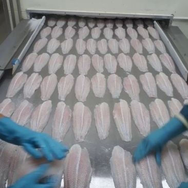 零冰零药巴沙鱼柳原料