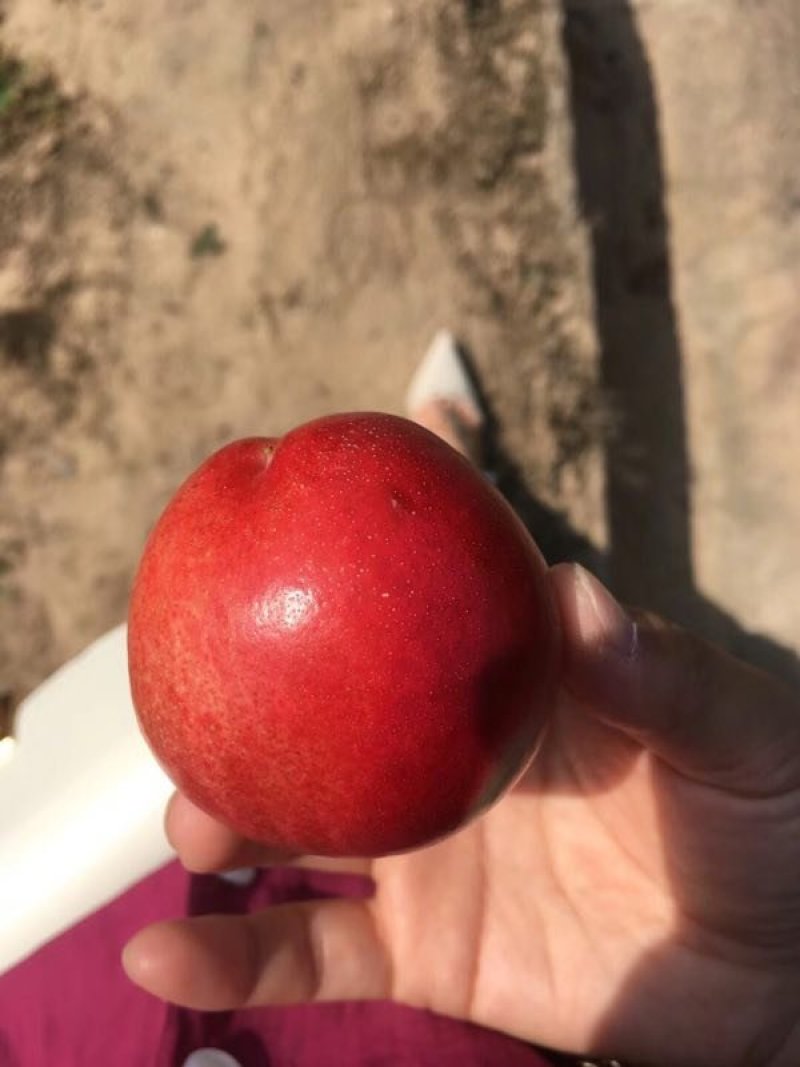 珍珠枣油桃，陕西油桃，陕西珍珠枣油桃，珍珠枣油桃基地