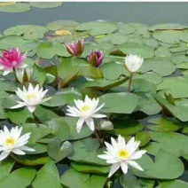 睡蓮种子水生植物夏季花色非常漂亮种子