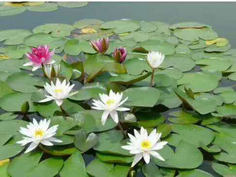 睡蓮种子水生植物夏季花色非常漂亮种子