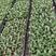 黑金刚印度榕橡胶树花卉盆栽观叶植物盆栽组培苗