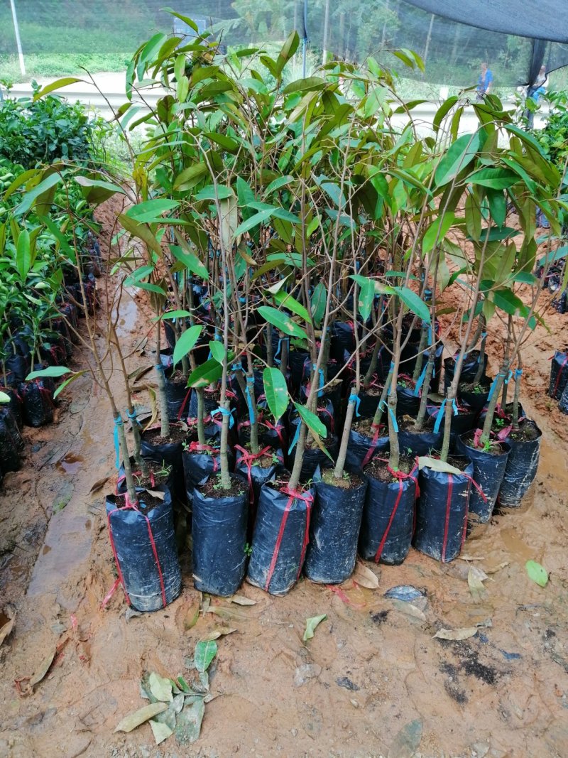 榴莲树苗南北方种植猫山王金枕头嫁接泰国榴莲苗当年结果包邮
