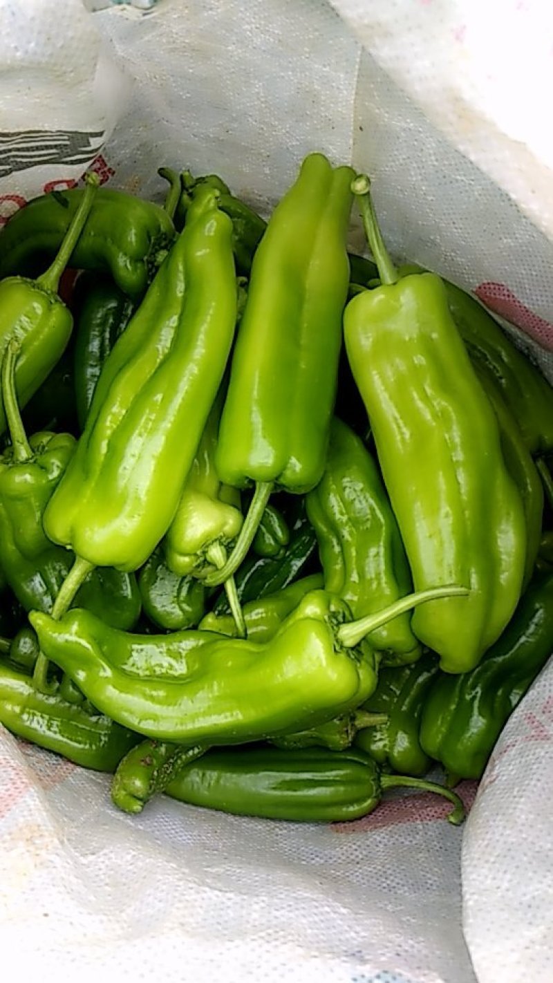 鲜辣椒新野县蔬菜种植基地青椒上市中，货源充足质量有保证