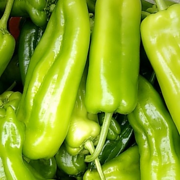 鲜辣椒新野县蔬菜种植基地青椒上市中，货源充足质量有保证