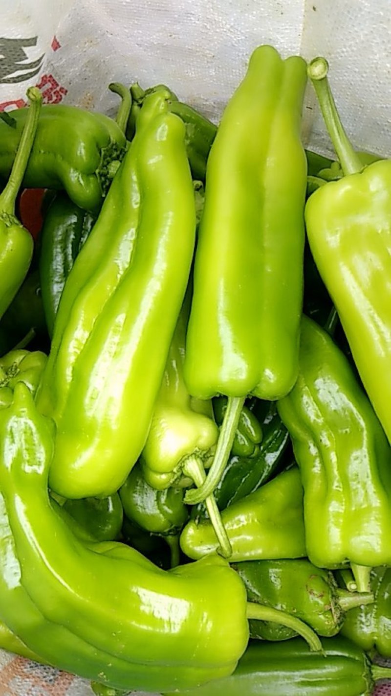 鲜辣椒新野县蔬菜种植基地青椒上市中，货源充足质量有保证