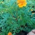 营养杯苗孔雀草小万寿菊开花花卉绿化袋苗黄色