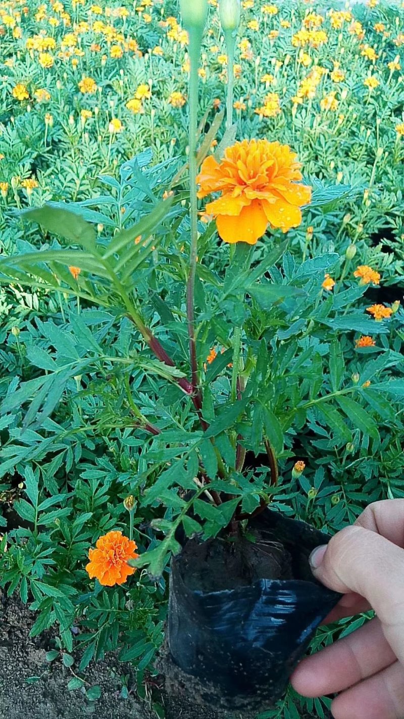 营养杯苗孔雀草小万寿菊开花花卉绿化袋苗黄色