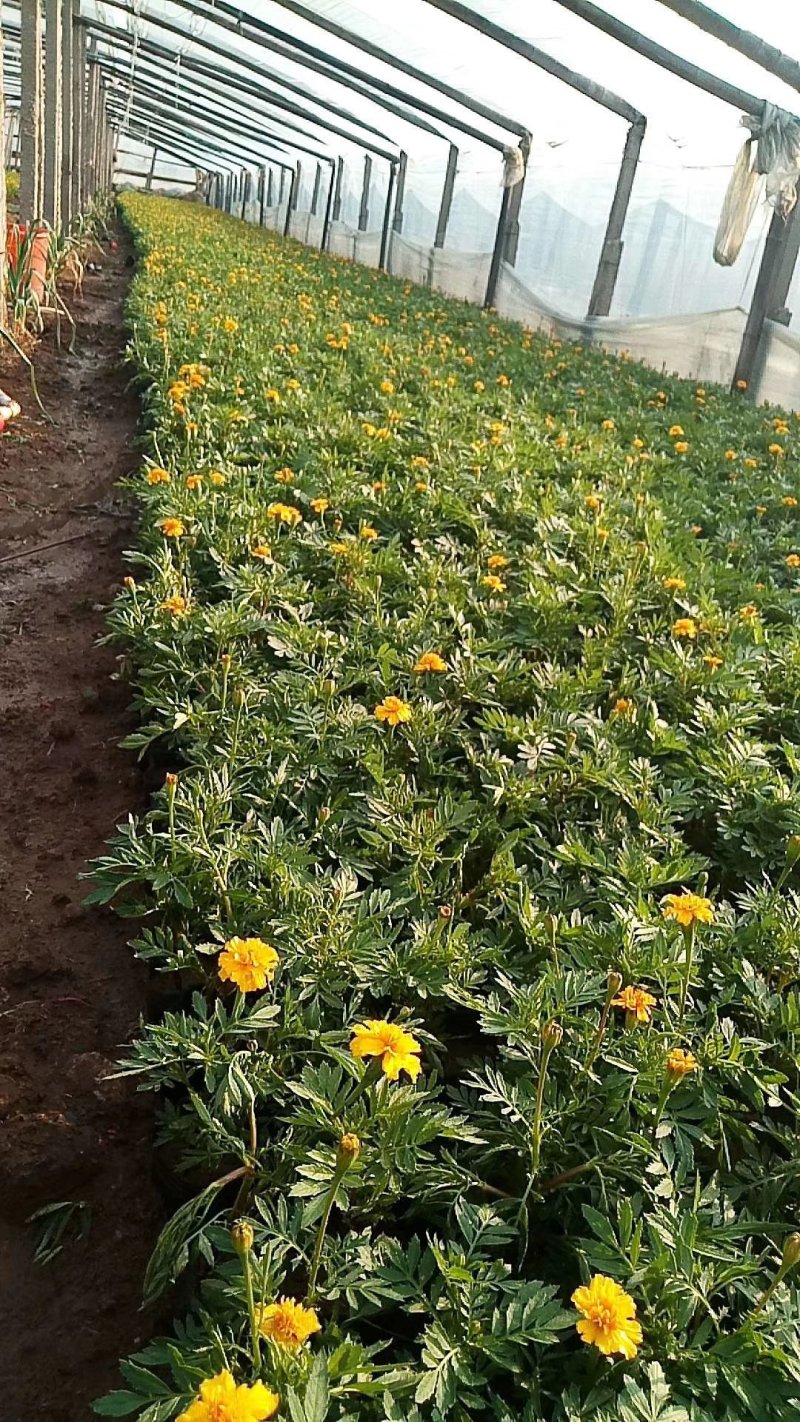 营养杯苗孔雀草小万寿菊开花花卉绿化袋苗黄色