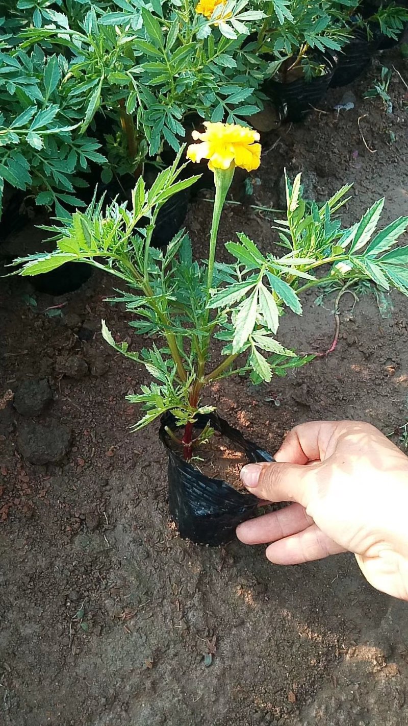 营养杯苗孔雀草小万寿菊开花花卉绿化袋苗黄色