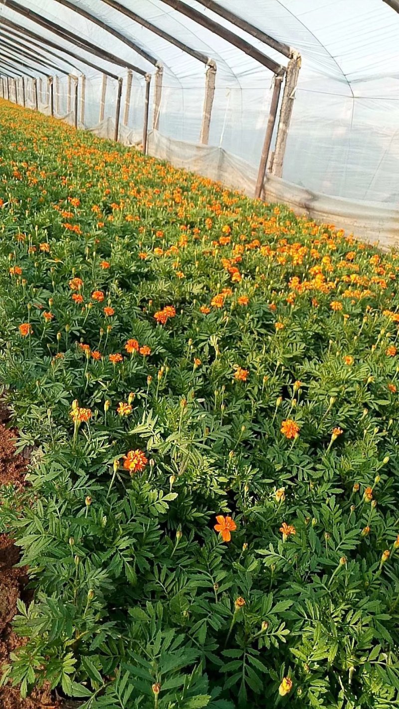营养杯苗孔雀草小万寿菊开花花卉绿化袋苗黄色