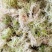 新鲜野生水苔，干产品，需要的朋友甩单过来