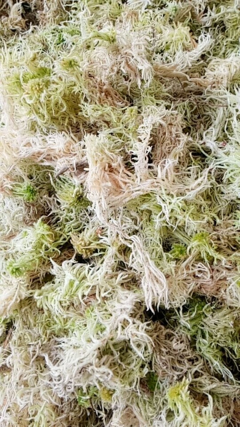新鲜野生水苔，干产品，需要的朋友甩单过来