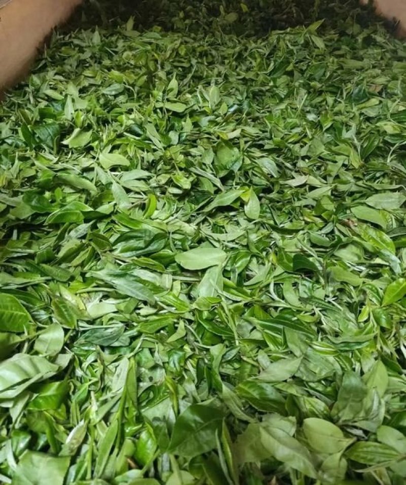 古树普洱茶