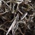 古树普洱茶