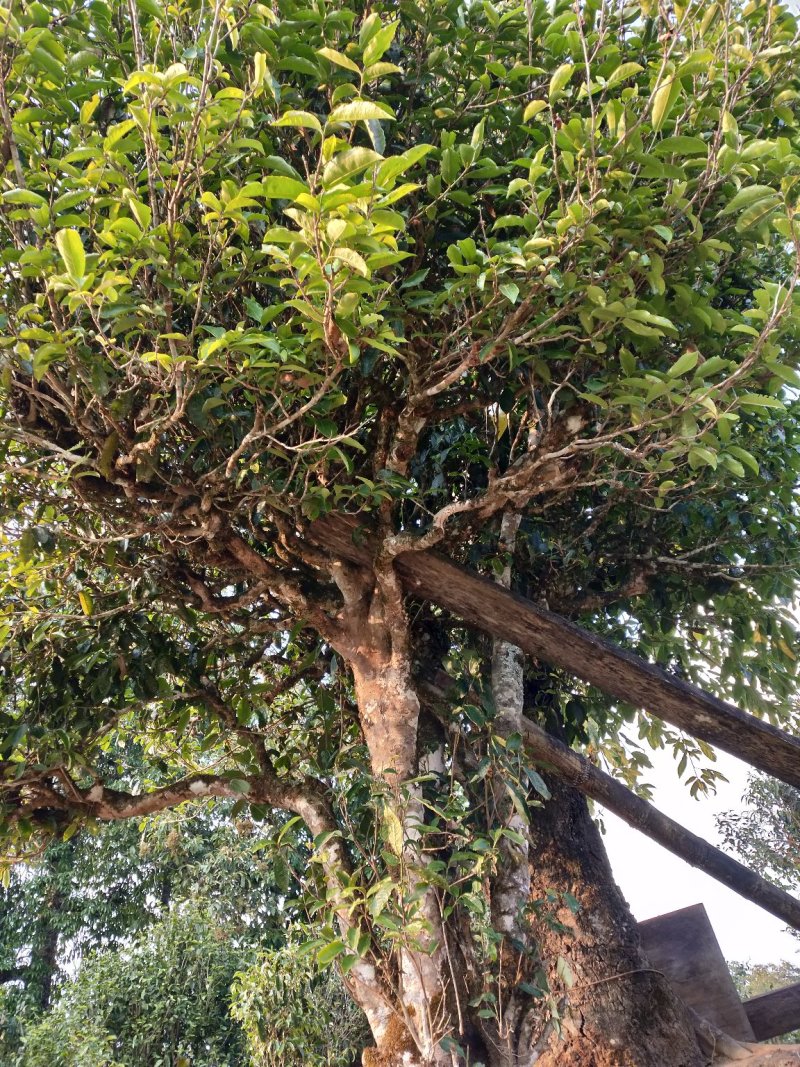 古树普洱茶