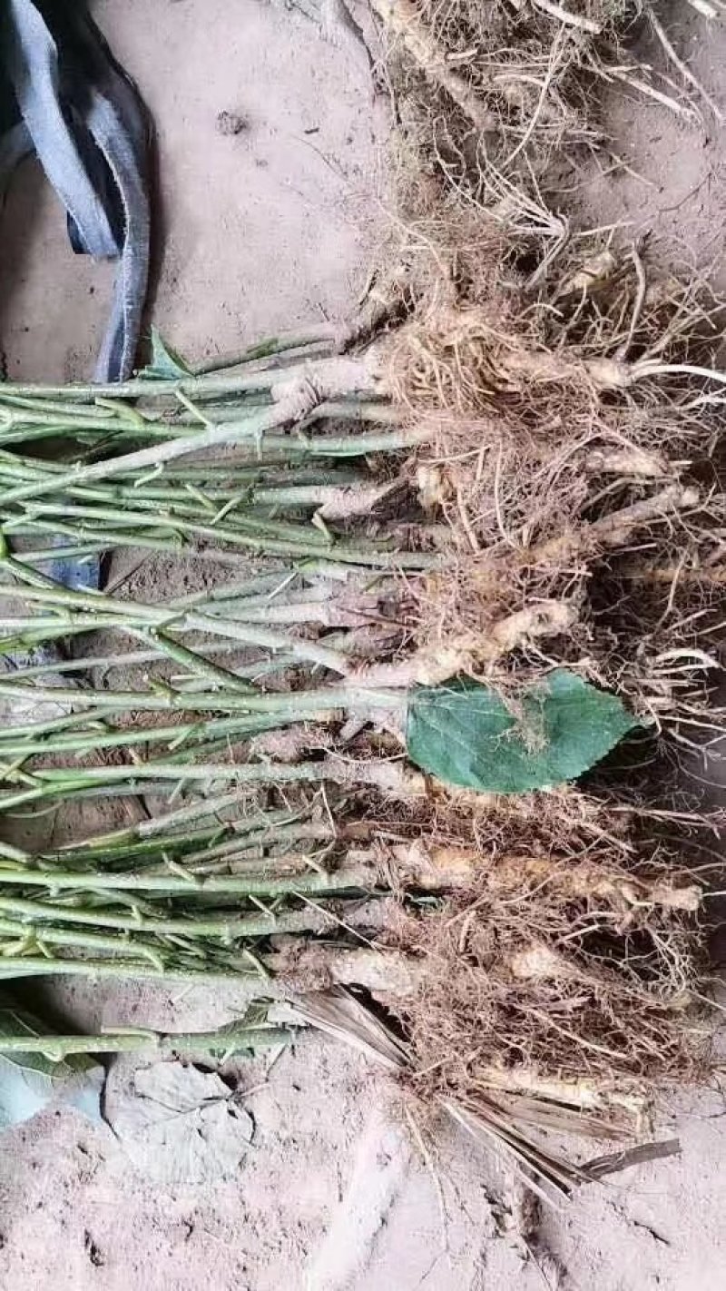 【正品包邮】大果桑树苗十大果桑长果桑各种品种
