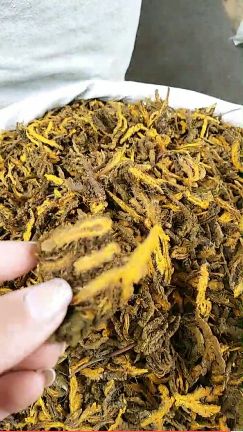 黄连片纯正品质质量有保障欢迎全国药店中医馆详谈