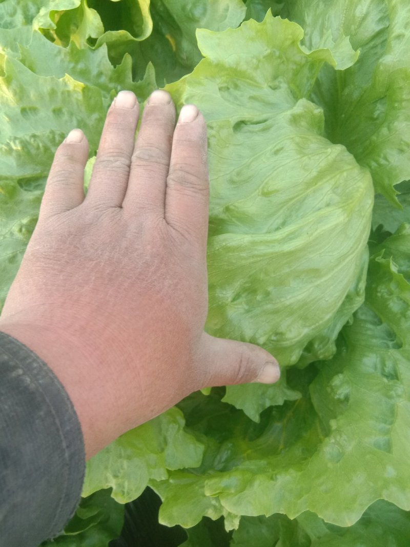 生菜球