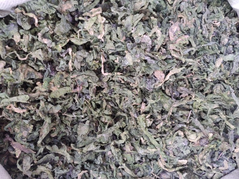 中药材昆布