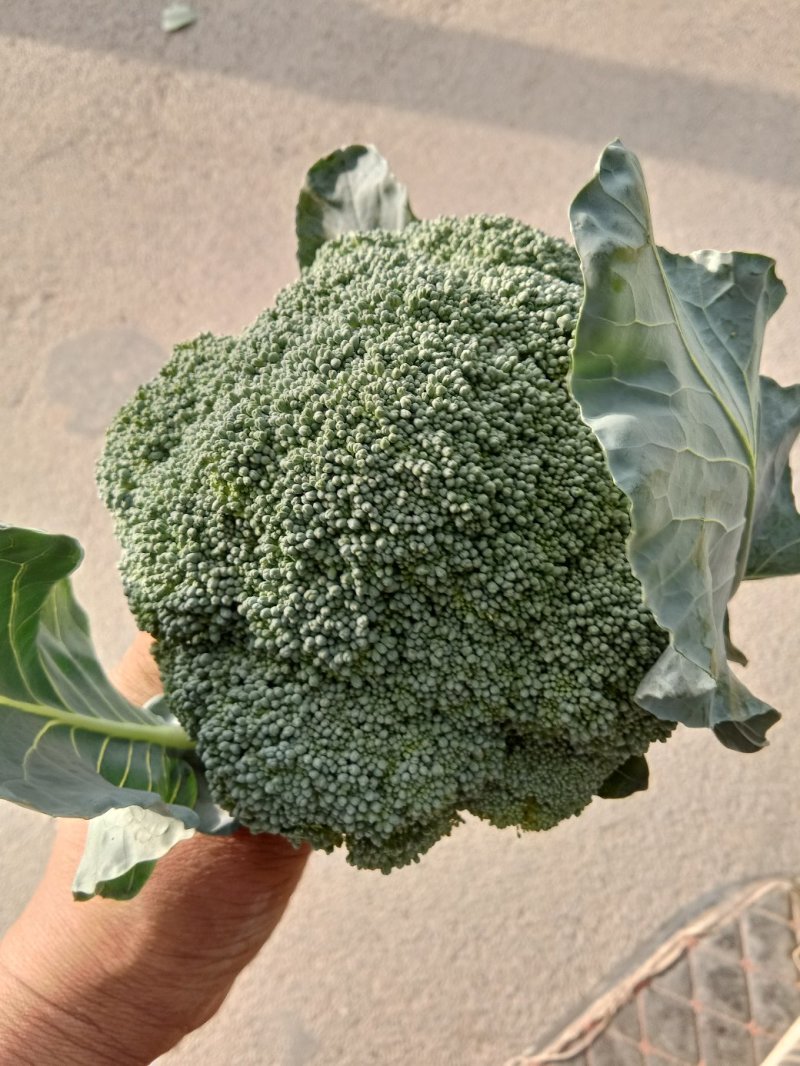西兰花