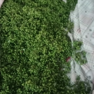 山苍籽(湖南省内包邮)