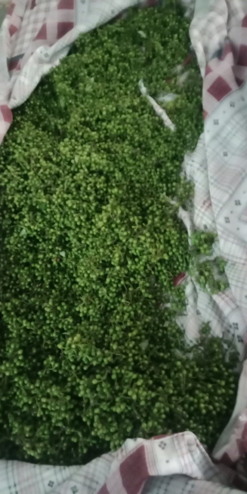 山苍籽(湖南省内包邮)