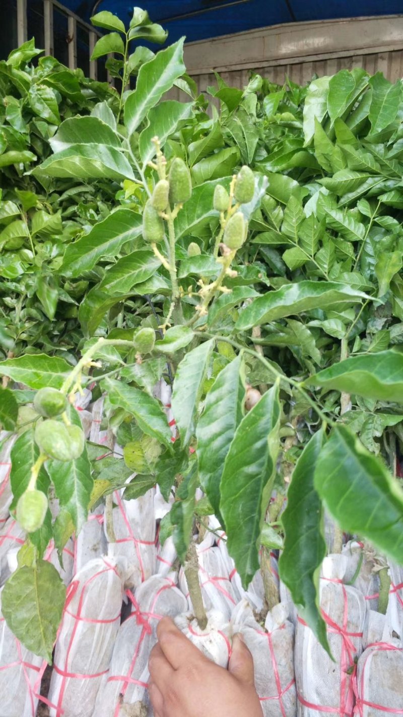 广西嫁接黄皮果树苗无核鸡心黄皮树苗黑黄皮冰糖黄皮果苗盆栽