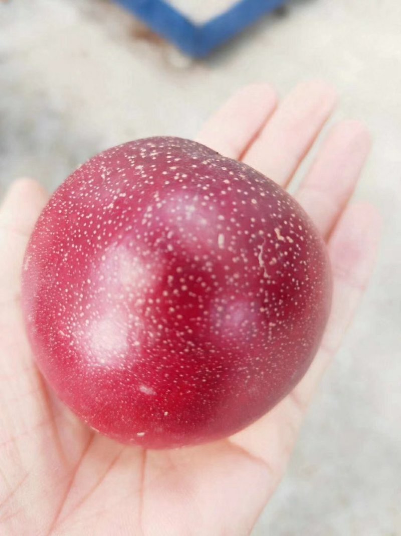 露天油桃