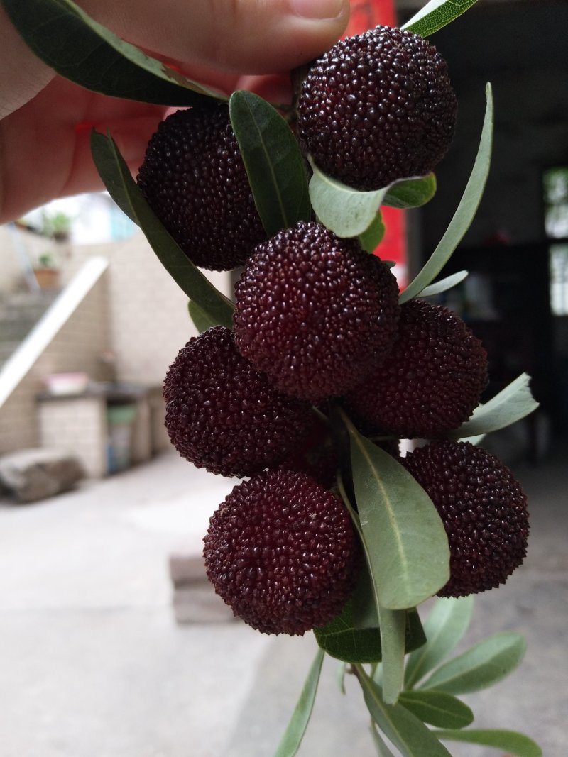 杨梅