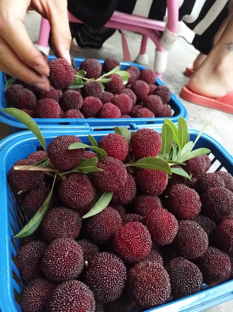 杨梅