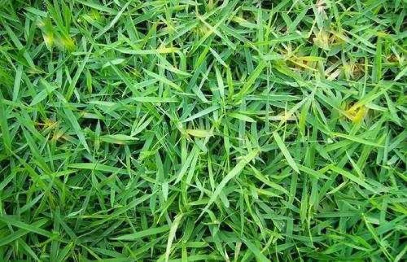 結缕草种子进口草坪草籽种子种子高档草坪草籽