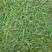 結缕草种子进口草坪草籽种子种子高档草坪草籽