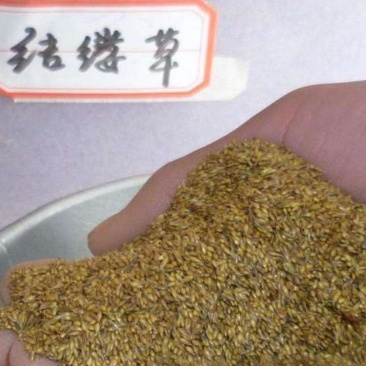 結缕草种子进口草坪草籽种子种子高档草坪草籽