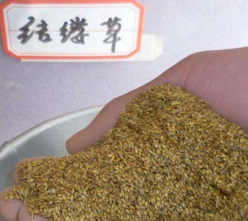 結缕草种子进口草坪草籽种子种子高档草坪草籽