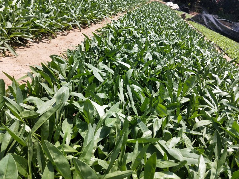 金鸡菊大花金鸡菊基地直发大量上市欢迎实地看货