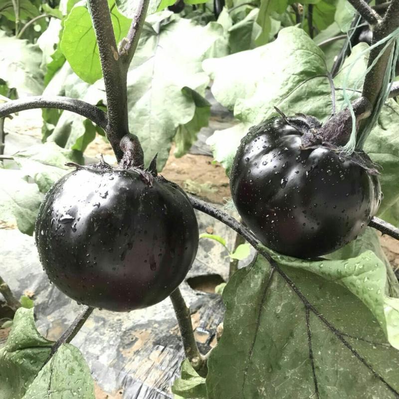 茄子苗黑宝圆茄托鲁巴姆砧木抗病强产量高易管理