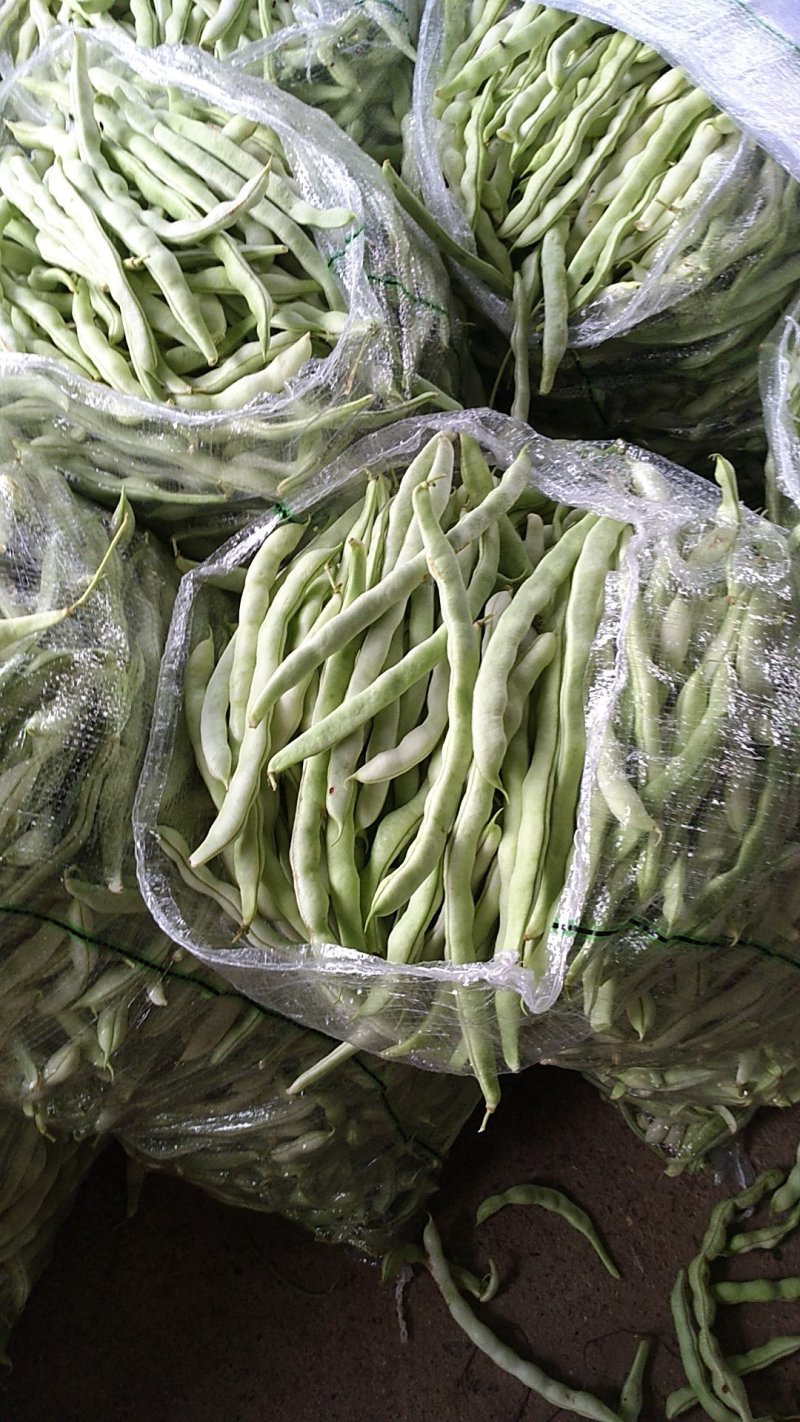 白条豆角20厘米以上