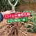 杨梅树杨梅苗(黑炭)2-4年苗杨梅树各种规格都有