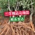 杨梅树杨梅苗(黑炭)2-4年苗杨梅树各种规格都有